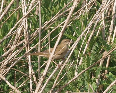 GRASSHOPPER WARBLER